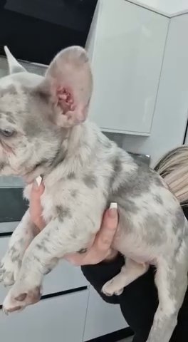 Merle french bulldog