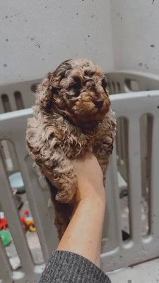 Merle Chocolate Health Tested toy Poodle Girl