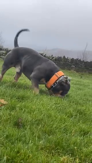 Pocket bully for stud