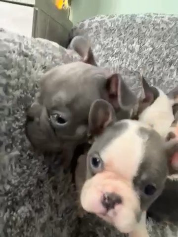 French Bulldog Puppies Ready For Forever Home