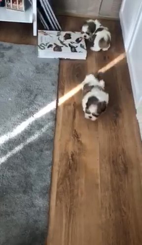 Adorable Shih Tzu boys and girls