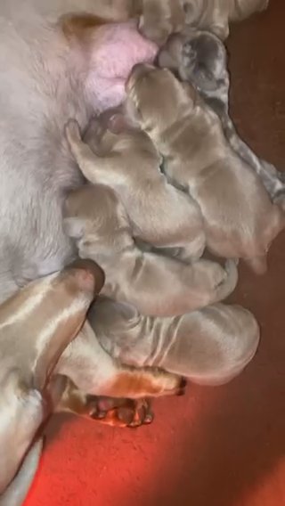 PRICE DROP ) Miniature Dachshunds