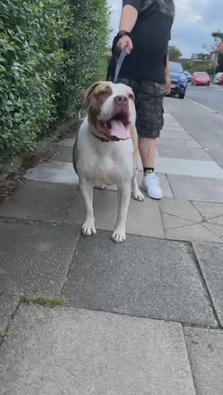 Mastiff Available On Co Own Or Outright