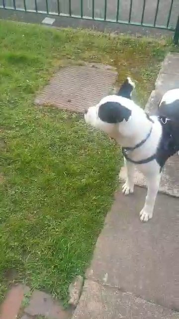 7 month staffy