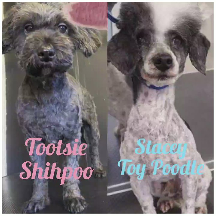 Stunning Litter of F1B Shihpoo Pups DUE 16/9