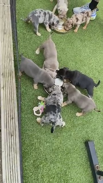 Wolly Bulliez Garden Fun