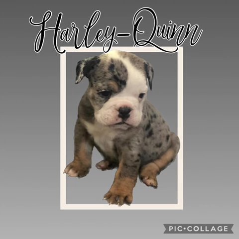 Platinum Merle Female Old English Bulldog