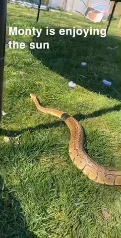 lemon blast python