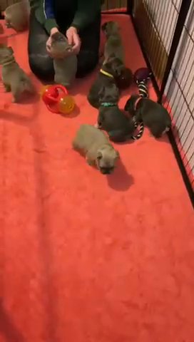 KC Registered French Bulldogs For sale