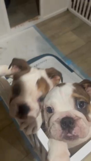 English Bulldogs