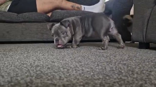 Nano Exotic Bully
