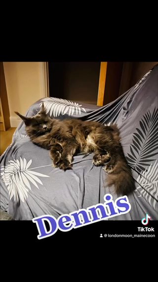 Maine Coon Retired Queen