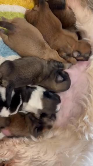 shih tzu imperail