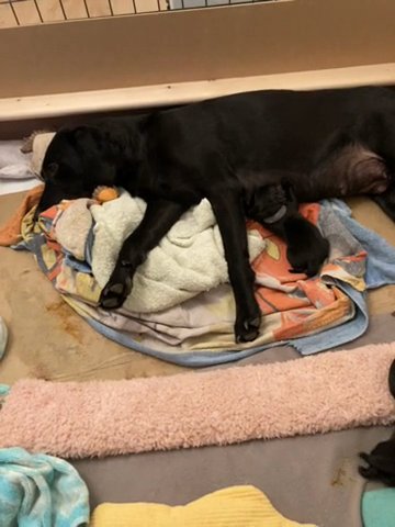 Black Gun Dog Puppies For Sale