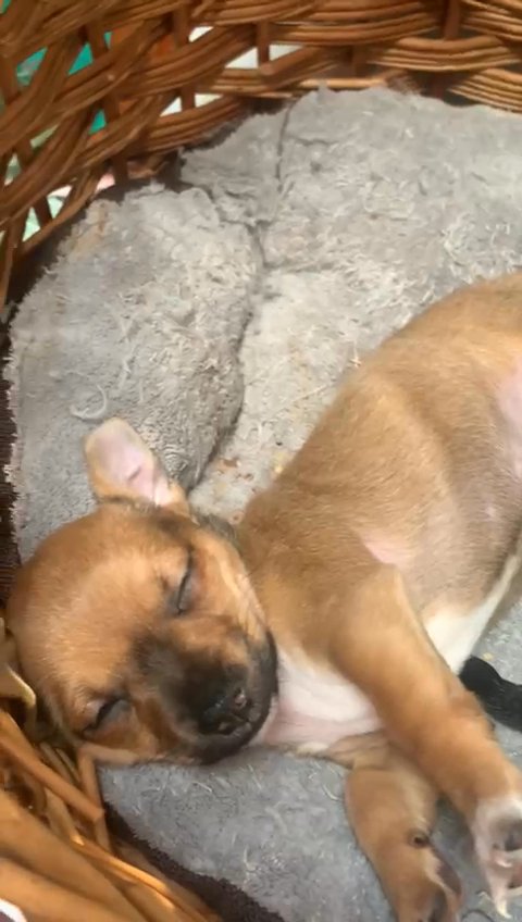 chihuahuas puppies
