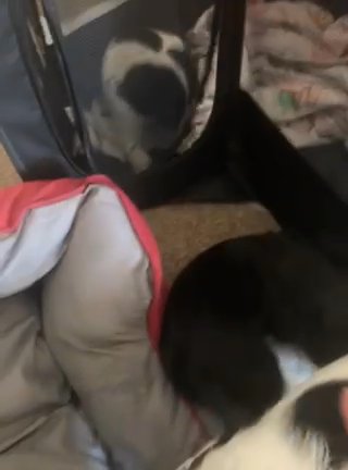 very intelligent puppies