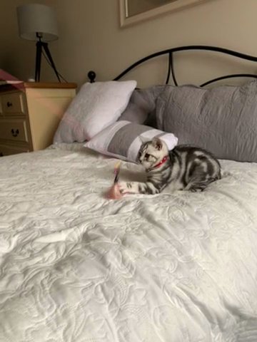 Harold BSH pedigree Kitten