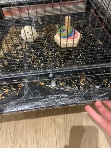 2 Young Healthy Cockotaiels  Male And Female With Everything