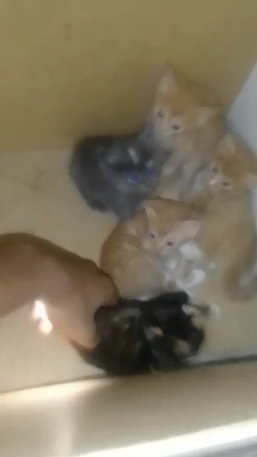 ginger, grey and tabby kittens for sale