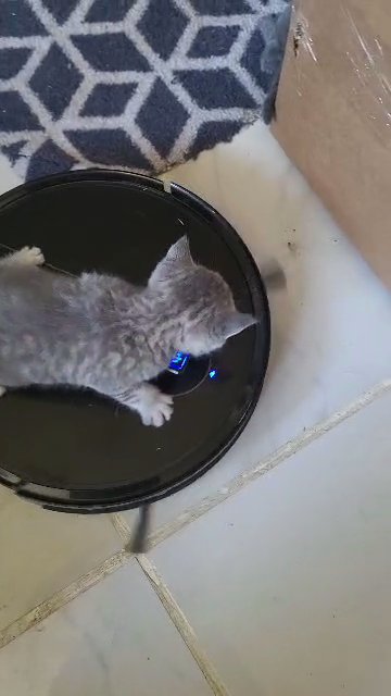 Do you need a stud cat