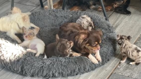DWKC Merle Chihuahua Puppy’s