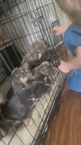 American Pocket Bully Puppies