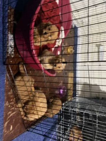 red labradoodles