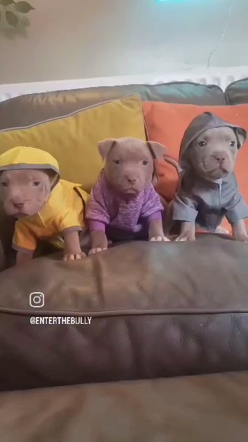 American Bully Puppies