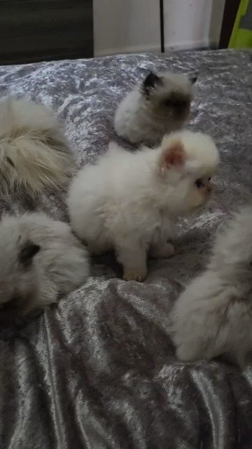 GCCF REGISTERED COLOURPOINT PERSIAN KITTENS