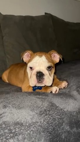 Beautiful English Bulldog Boy