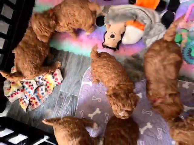 cockerpoo F1B