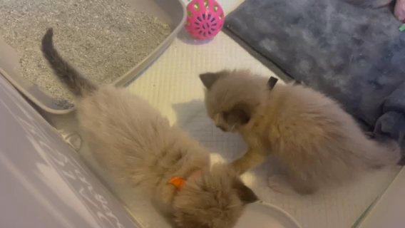 Registered Pedigree Ragdoll Kittens