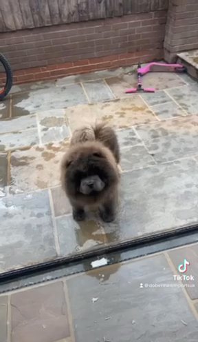 Buddy The Blue Chow Chow Stud