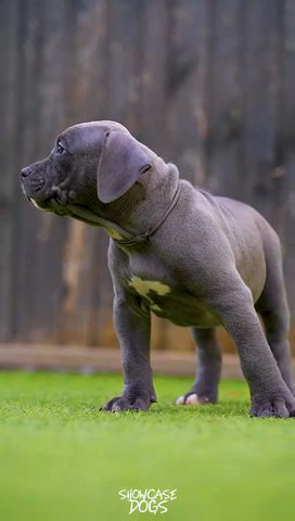 Narla X Diesel