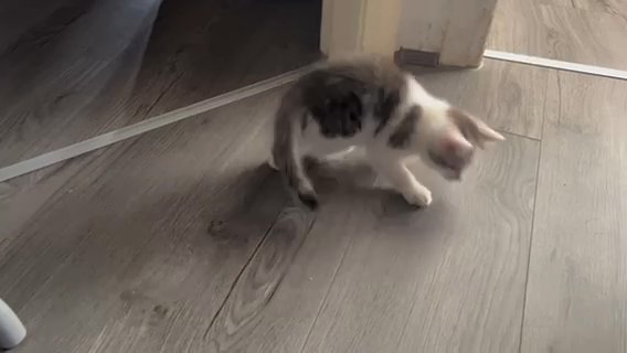 Kitty