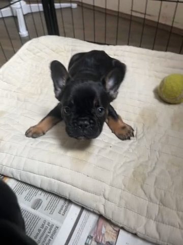 French Bulldog Puppy