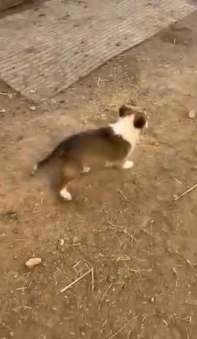 Collie Puppies. Need To Go Asap!!!!