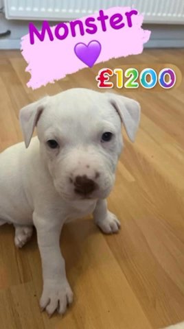 Last Boy Staffy X American bulldog Ready To Leave ?