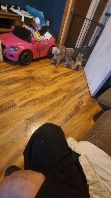 old tyme bulldogs for sale 6 weeks old