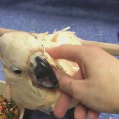 mollucan  cockatoo  baby