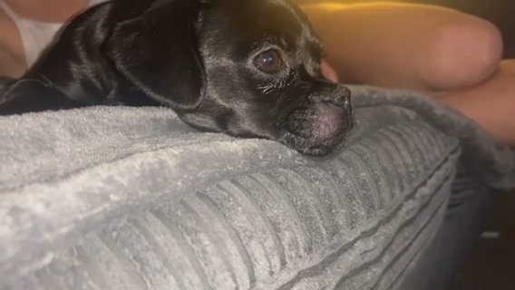 Bichon Frise X Pug Girl