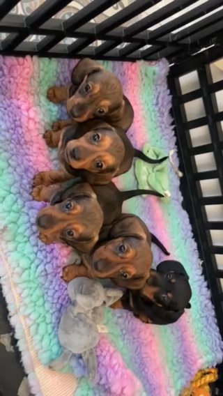 Miniature dachshund Boy Puppies