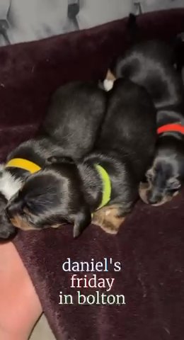 ❌ 4 jackshund boys❌