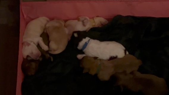 Hypoallergenic Yorkiepoo X Poochon Pups