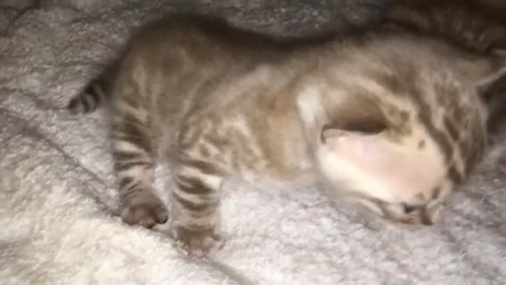 Quality TICA Registered Spotted Mink Bengal Kitten