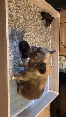 FLUFF BALL FRENCHIES