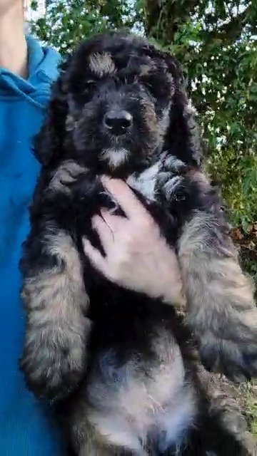 Stunning Tri Bernedoodle Pups Bernese x Poodle