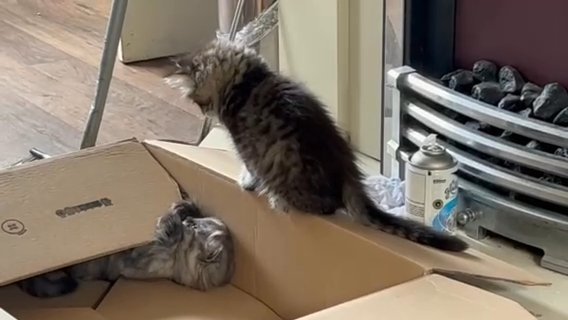 Siberian Blue Tabby Cross