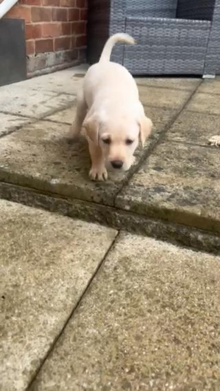 Gorgeous Golden Labradors Ready For Homes
