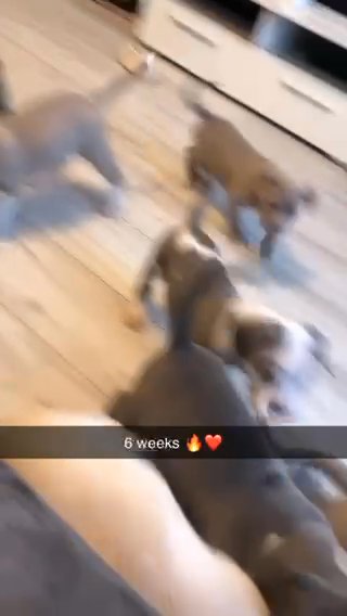 American Bully Pups